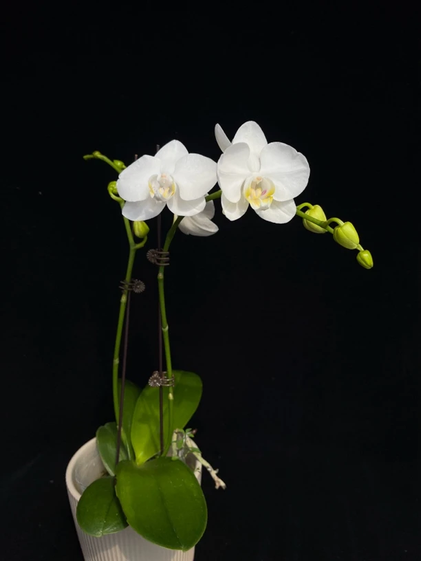 【阿玛 双苗 带花剑】3.5寸蝴蝶兰苗