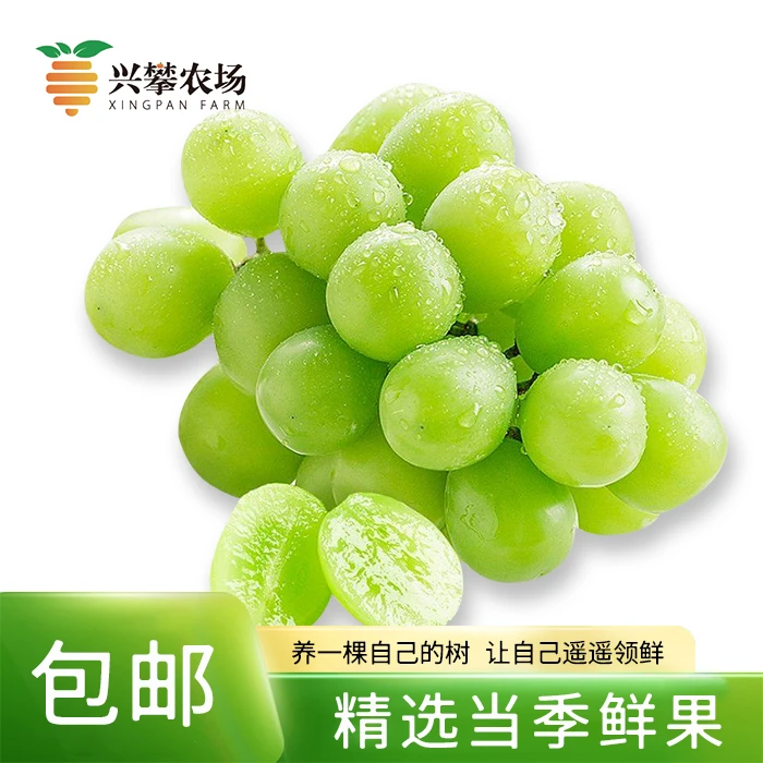 阳光玫瑰葡萄 净重3斤 顺丰包邮