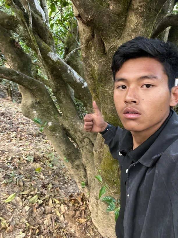 顶货牛货普洱晒青毛茶（刁货）——通用生普链接