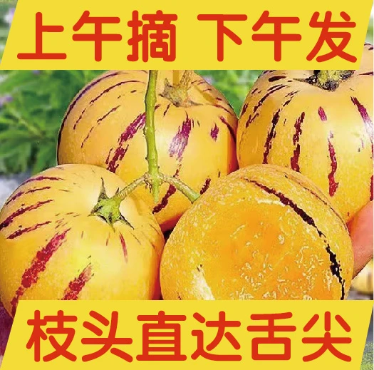 石林人参果人生果黄果采摘人参果树上自然成熟