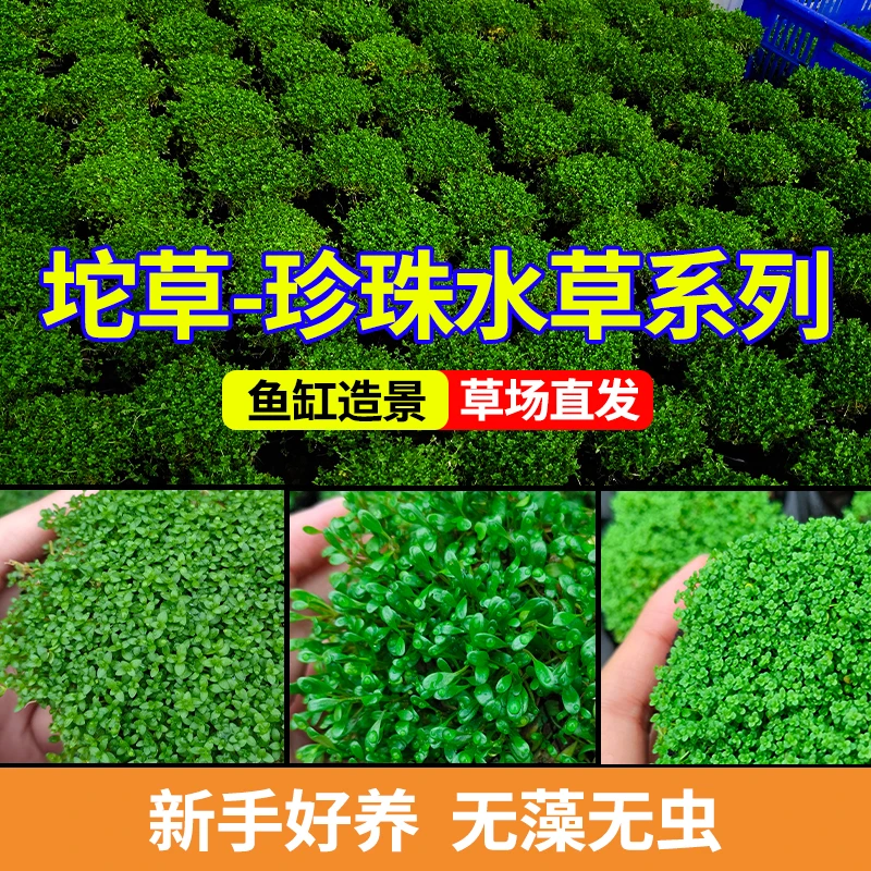 前景爬地矮珍珠草天胡荽新手首选水草鱼缸水草植物坨草造景牛毛草