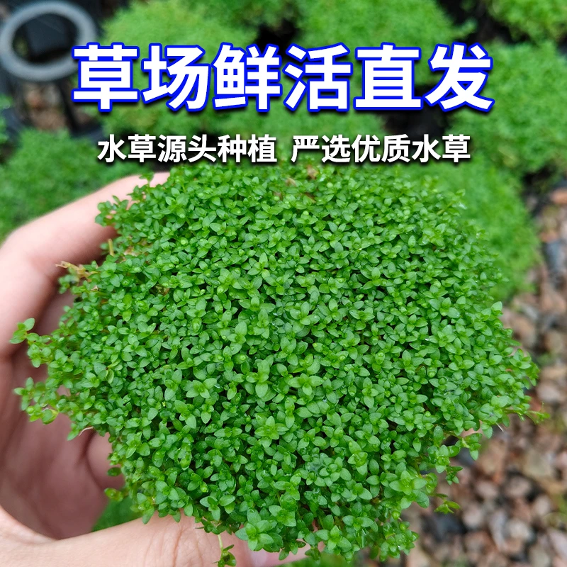 【坨草水草合集】水培草大全鱼缸植物水草新品造景