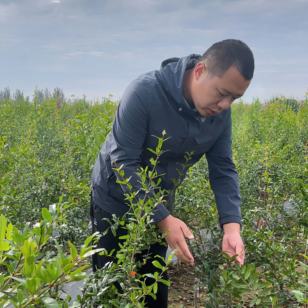 正宗精品突尼斯软籽盆栽地栽别墅庭院绿植