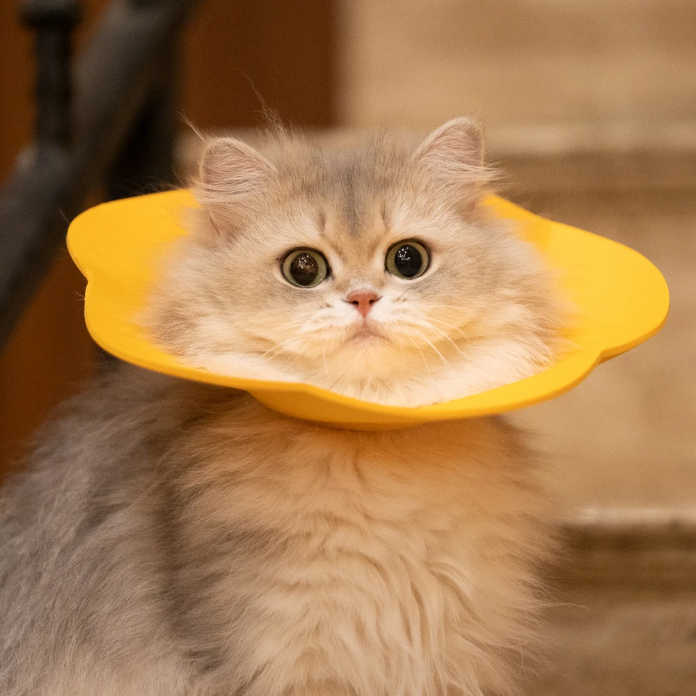 金故-花瓣圈 猫咪伊丽莎白圈防水猫癣绝育防水驱虫防舔 两个一组