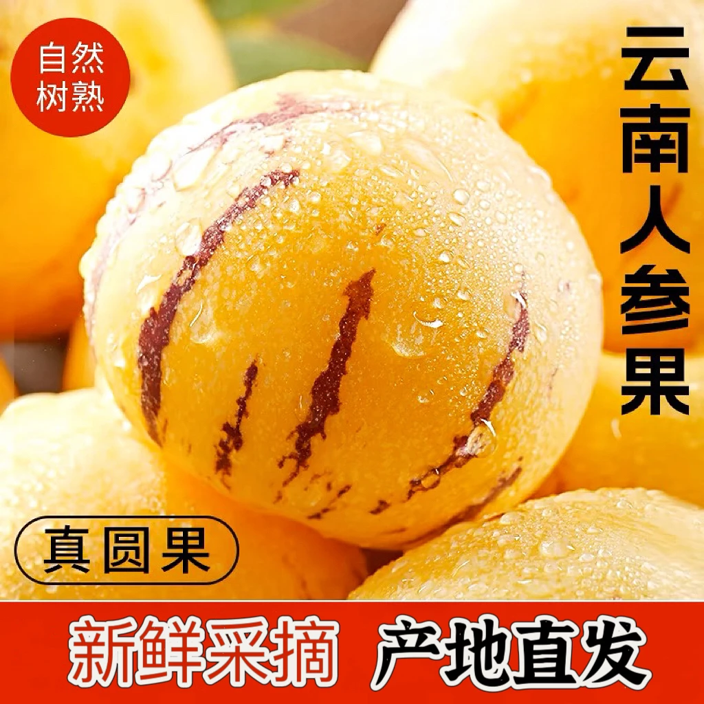 【2】云南石林高原人参果新鲜采摘树上熟黄肉圆果5斤装中果大果