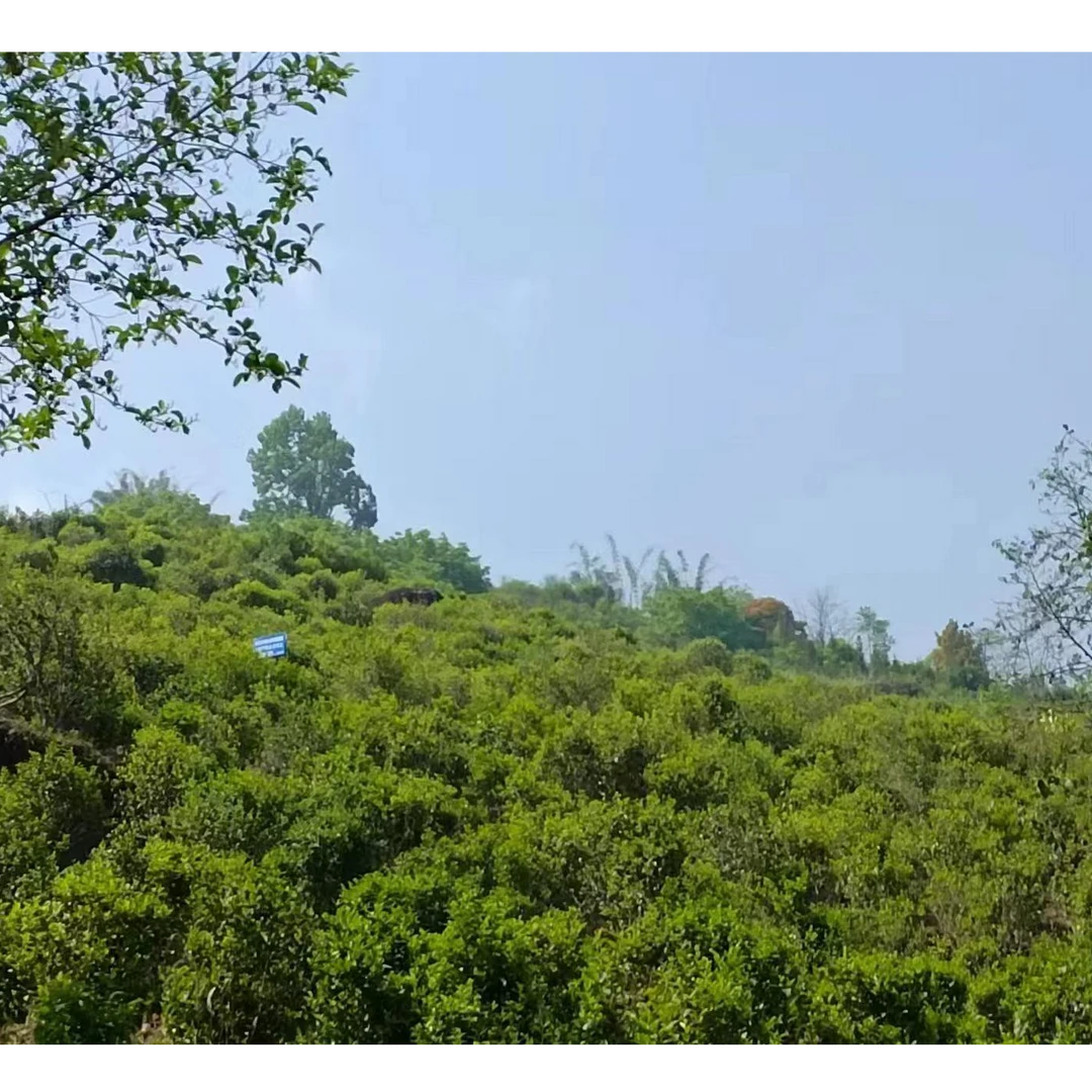 【周年庆】支书家的茶 普洱茶 散茶（带茶样）