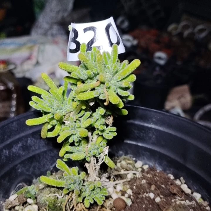 【闪购商品】320拍泡沫箱多肉植物