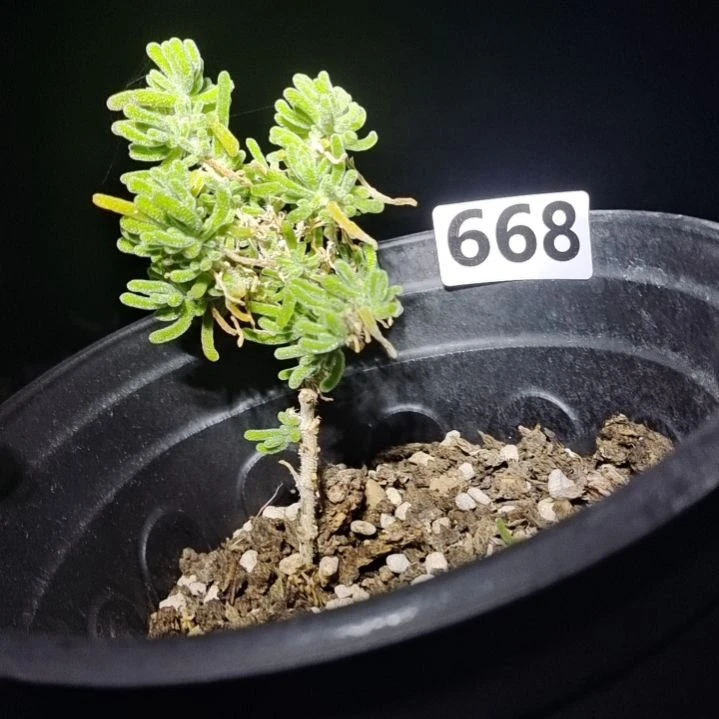 【闪购商品】668多肉植物清棚枝干番杏