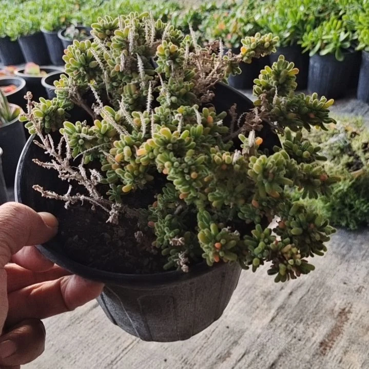 【闪购商品】多肉植物清棚128
