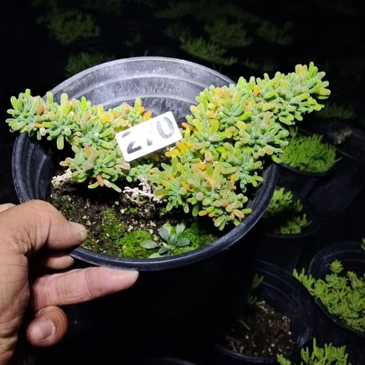 【闪购商品】270拍泡沫箱多肉植物