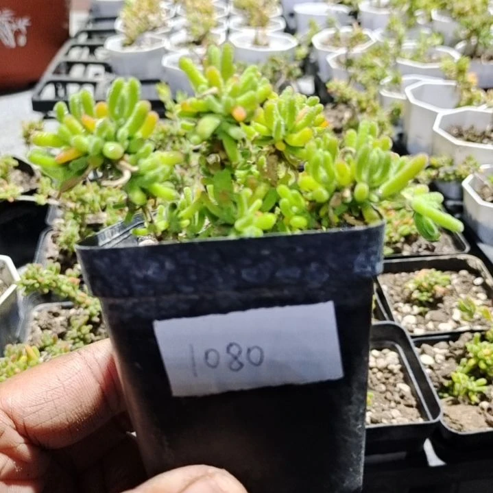 【闪购商品】1080多肉植物清棚枝干番杏