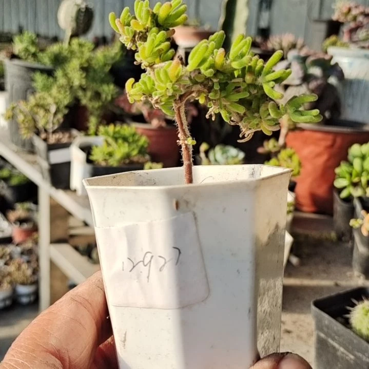 【闪购商品】12927含泡沫箱多肉植物
