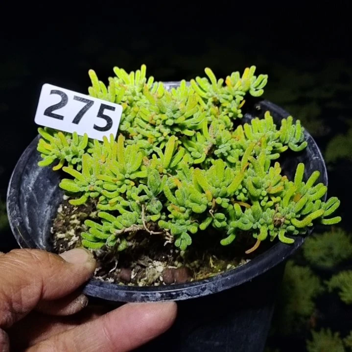【闪购商品】275拍泡沫箱多肉植物