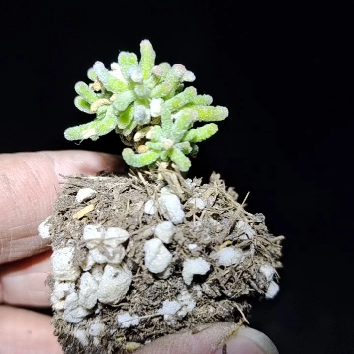 【闪购商品】10个拍泡沫箱多肉植物