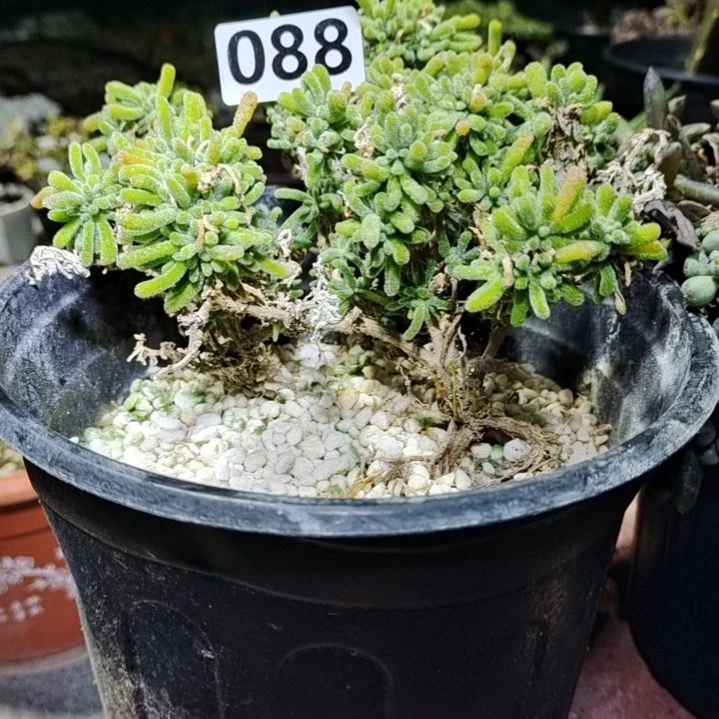 【闪购商品】雪**梅088拍泡沫箱多肉植物
