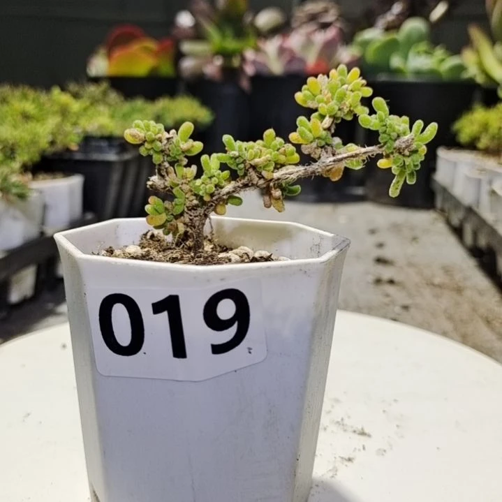 【闪购商品】019多肉植物清棚