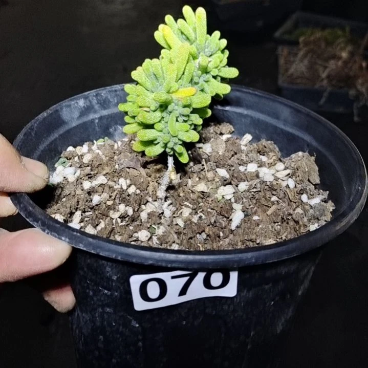 【闪购商品】070多肉植物清棚