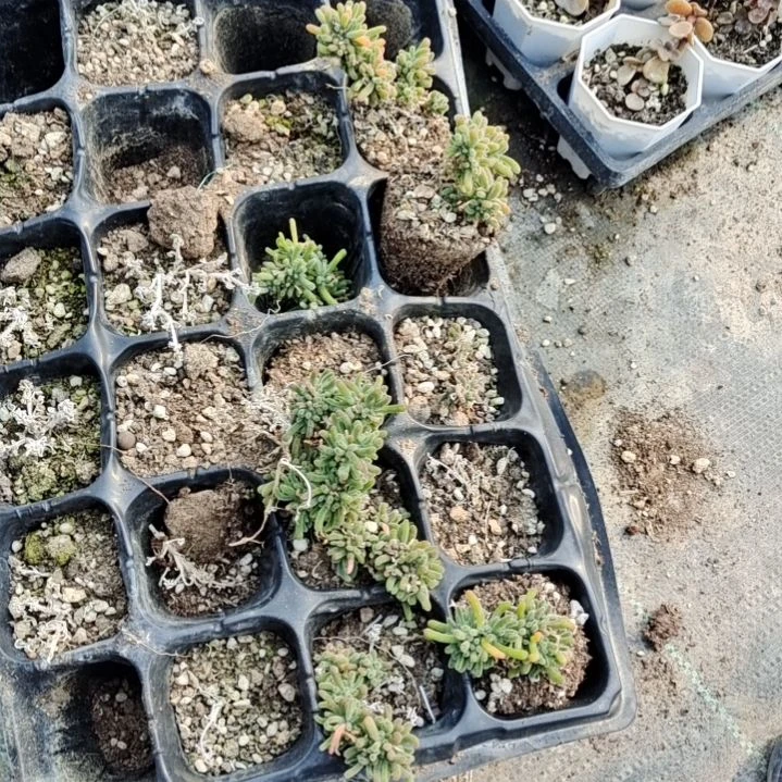 【闪购商品】拍泡沫箱多肉植物2713