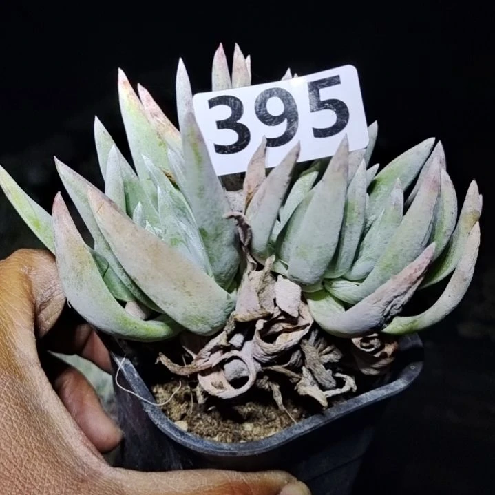 【闪购商品】395拍泡沫箱多肉植物