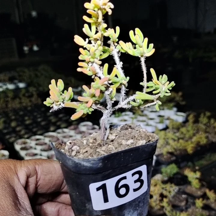 【闪购商品】163多肉植物清棚枝干番杏