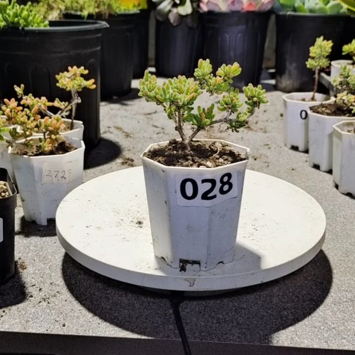 【闪购商品】028多肉植物清棚枝干番杏
