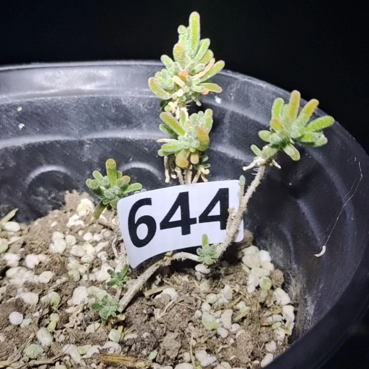 【闪购商品】644多肉植物清棚枝干番杏