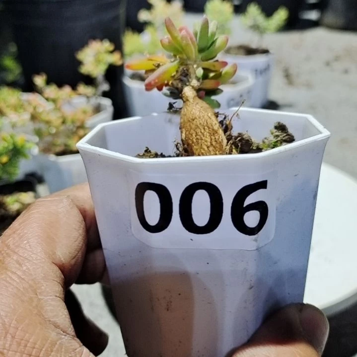 【闪购商品】006多肉植物清棚枝干番杏