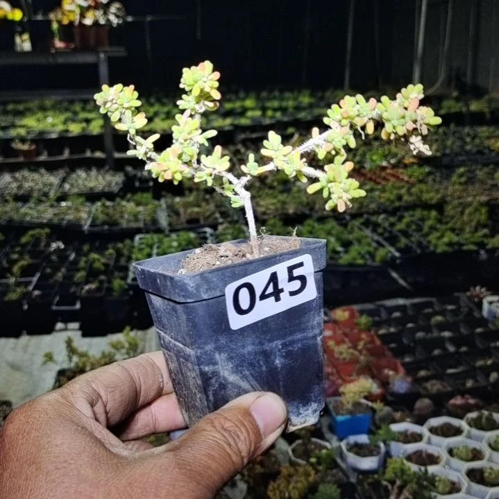 【闪购商品】045多肉植物清棚枝干番杏