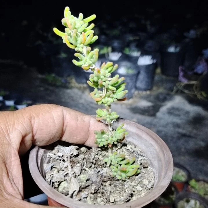 【闪购商品】拍泡沫箱多肉植物