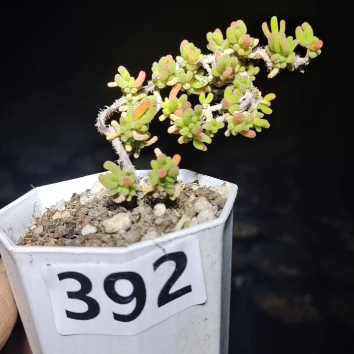 【闪购商品】392多肉植物清棚枝干番杏