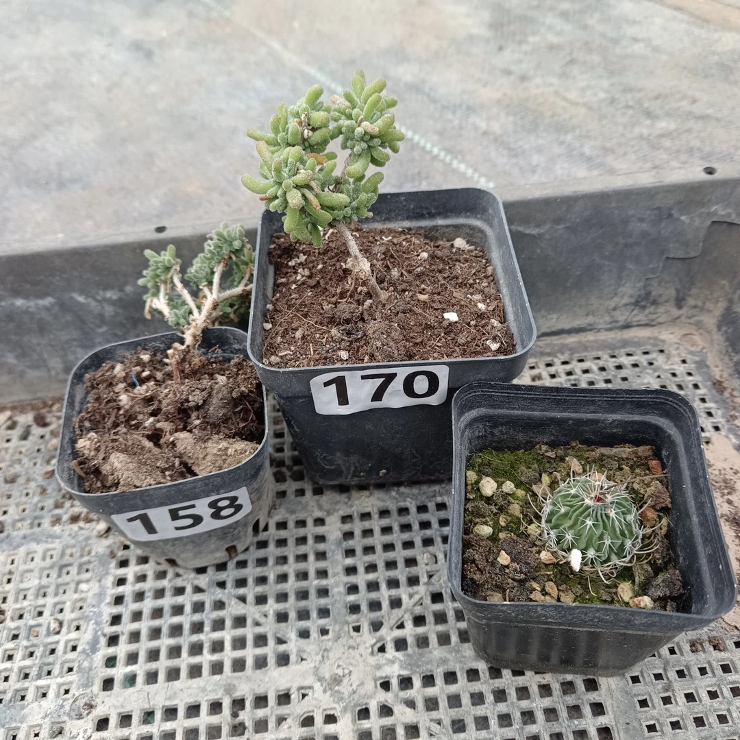 多肉植物盆栽绿植枝干番杏加仙人球套餐