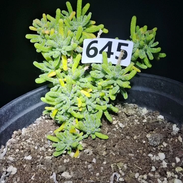 【闪购商品】645多肉植物清棚枝干番杏