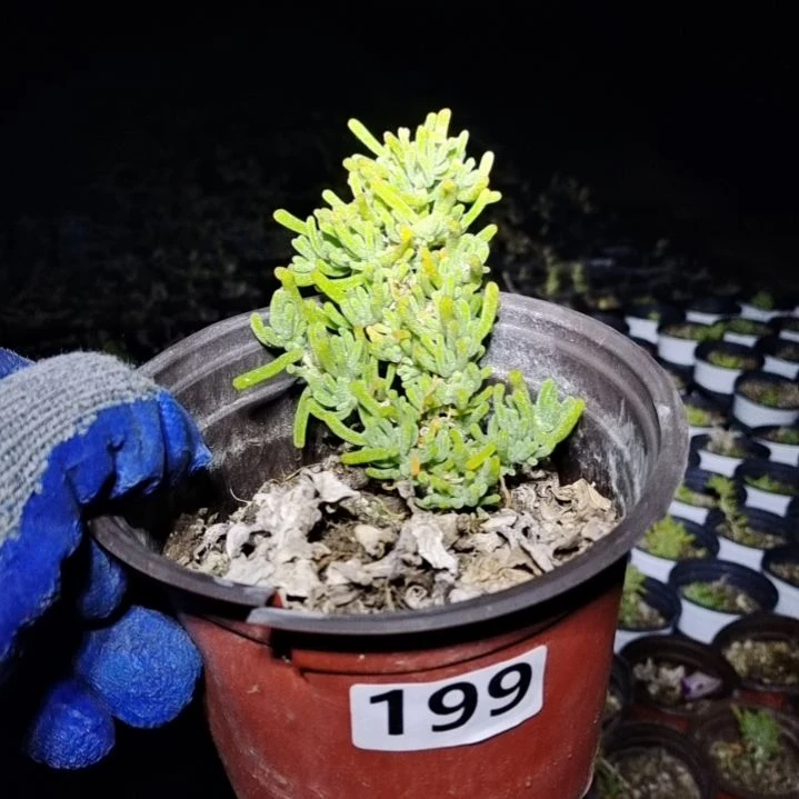 【闪购商品】?****-199含泡沫箱多肉植物