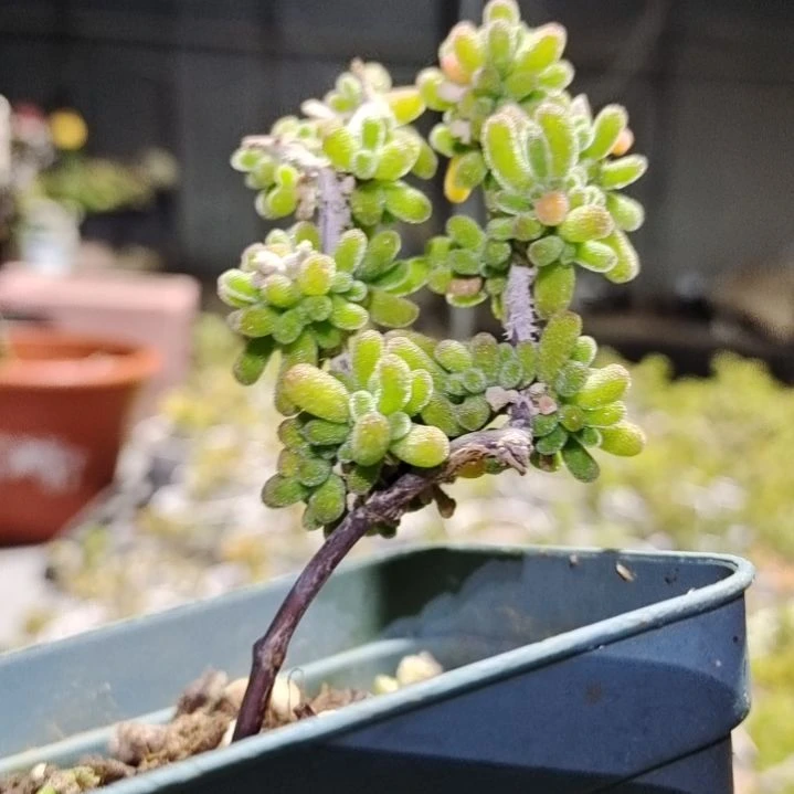 【闪购商品】多肉植物清棚141