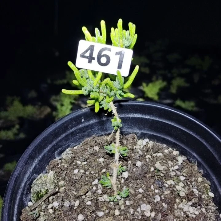 【闪购商品】461多肉植物清棚枝干番杏