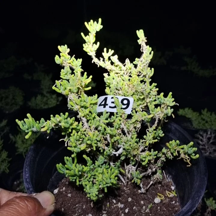 【闪购商品】439多肉植物清棚枝干番杏
