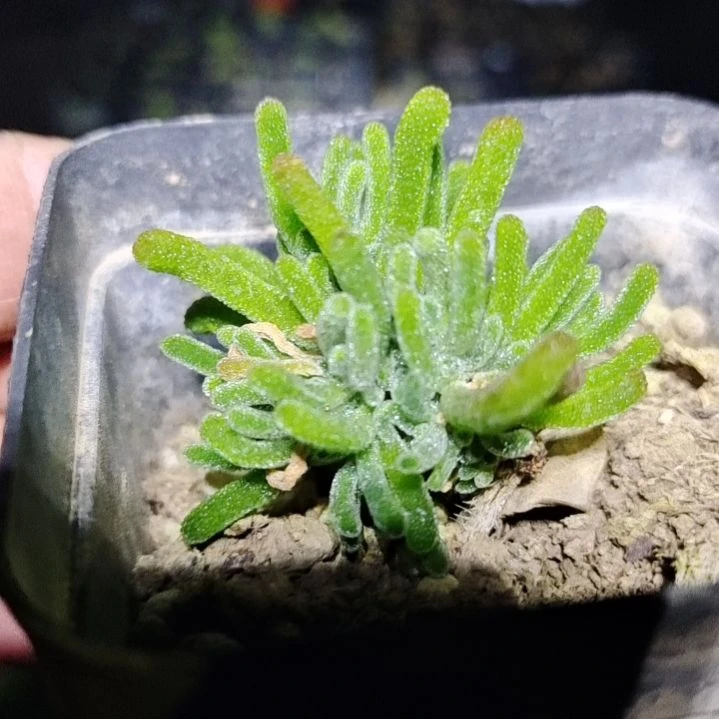 【闪购商品】拍泡沫箱多肉植物