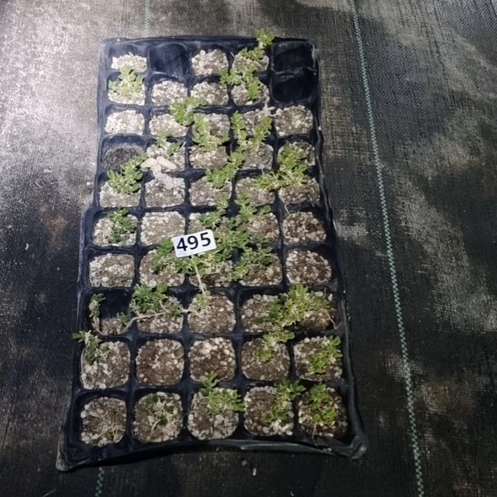 【闪购商品】默*495多肉植物清棚枝干番杏