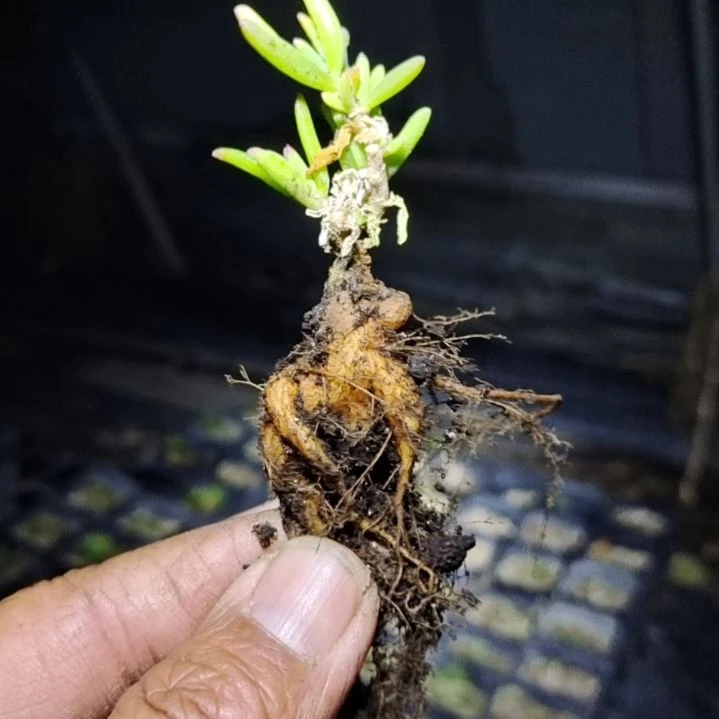 【闪购商品】拍泡沫箱多肉植物