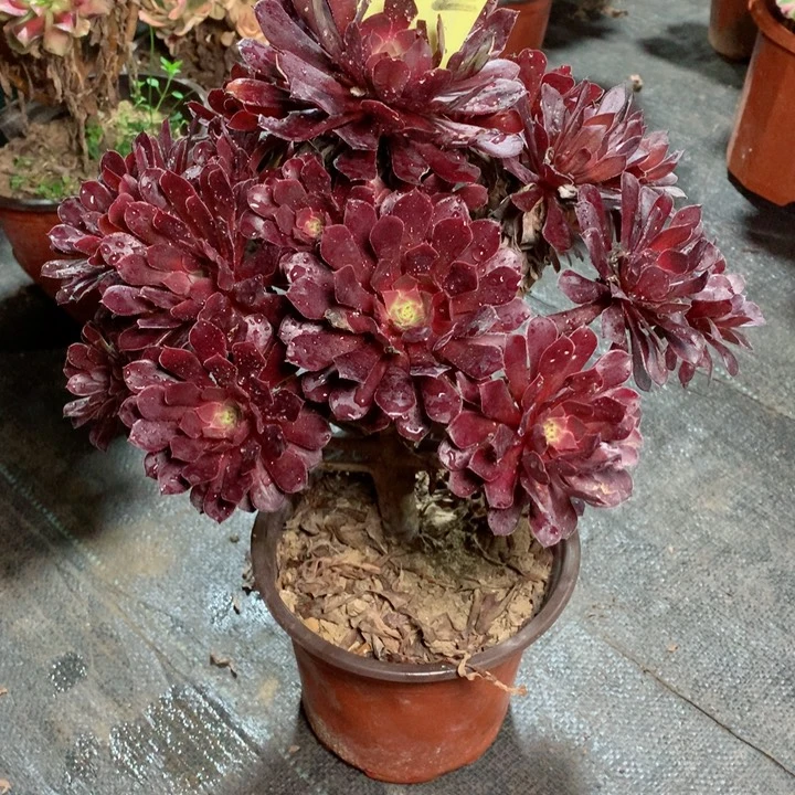 92黑铜壶多肉111111