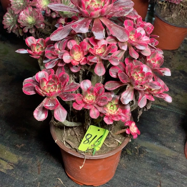 ?****?816香奈儿多肉111111