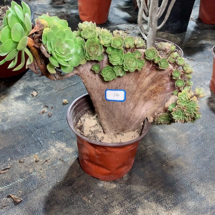 14朵朵缀多肉11111