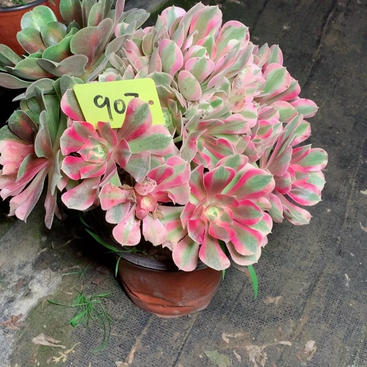 907粉女巫多肉111111