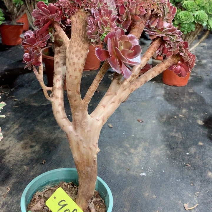 909欧缀多肉111111