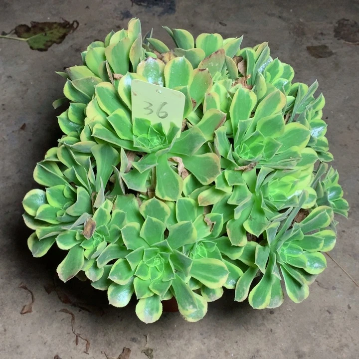 36青檬多肉111111