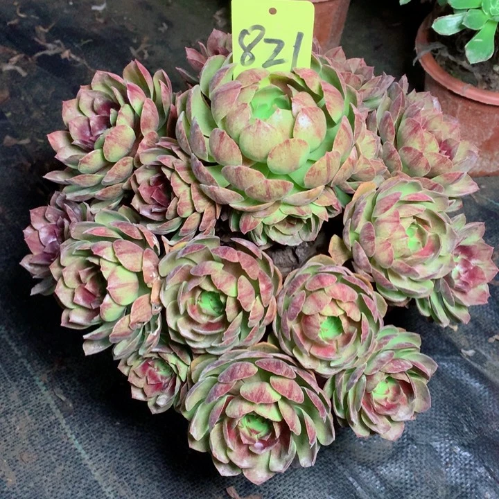 821黑魔多肉一物一拍