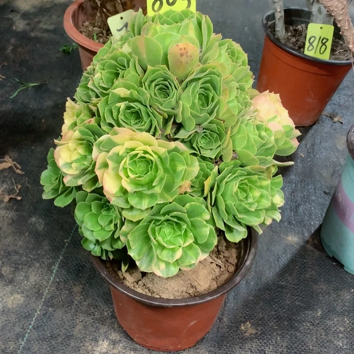 805五彩琉璃多肉111111