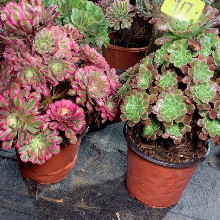 林*璇917两颗多肉一物一拍