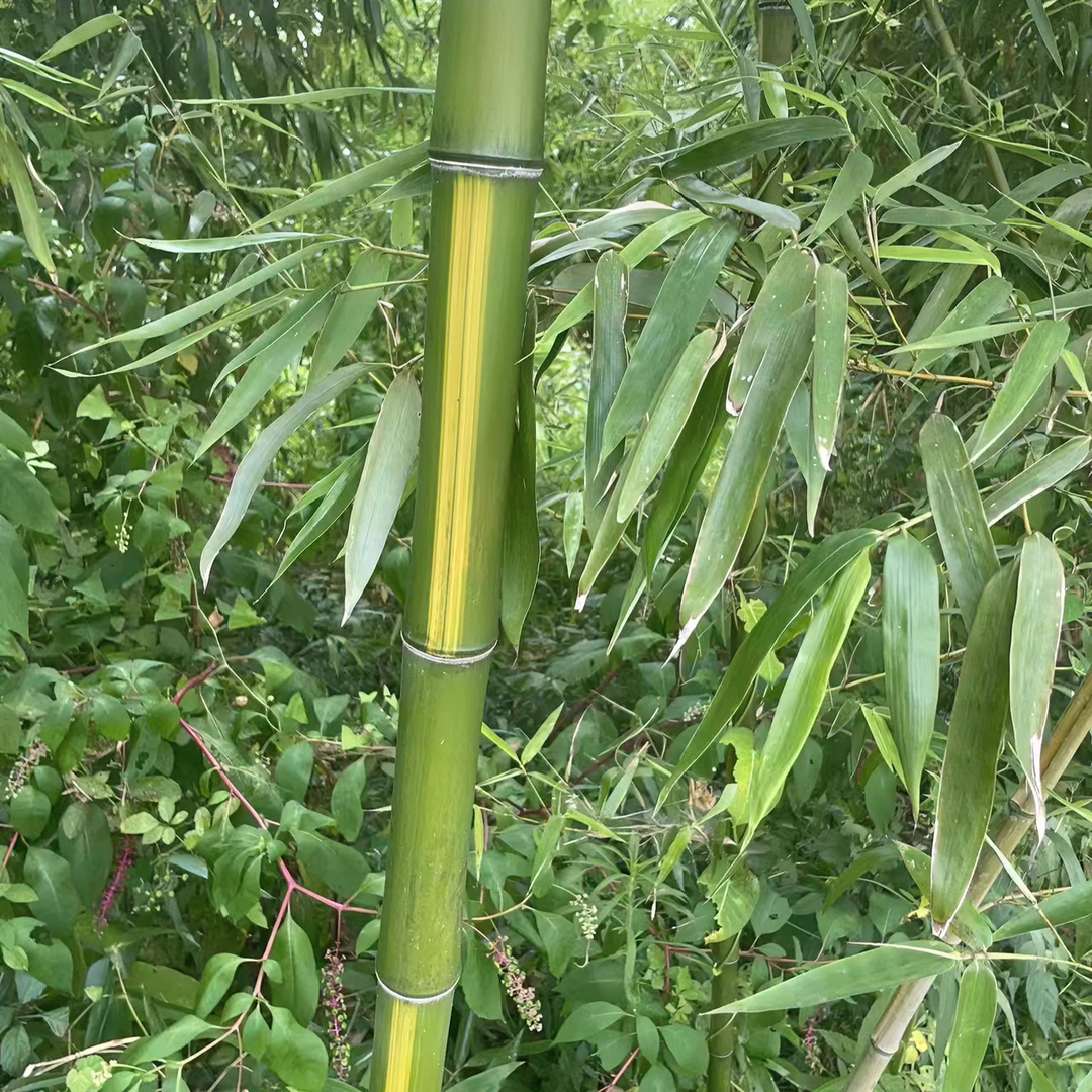 黄纹竹乌哺鸡竹子苗庭院阳台办公室内绿植竹盆栽景竹耐寒金镶玉竹