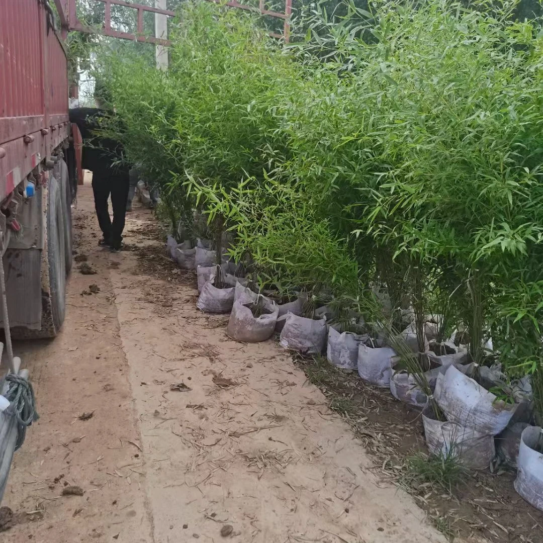 冰翠竹耐寒四季常青小冰翠大冰翠适合庭院栽种室内盆栽原盆原土